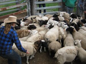 Gap Year: Farm & Travel
