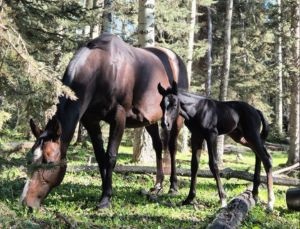 Ranchstay in Kanada