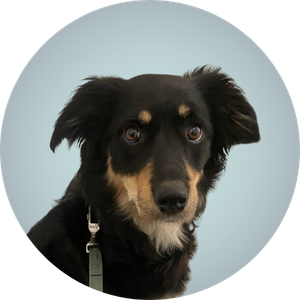 Bo