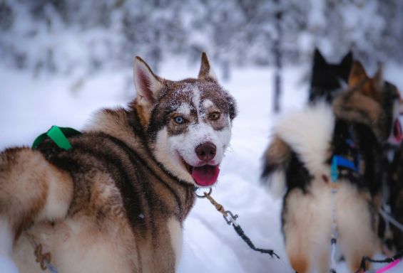 Ranchstay Skandinavien Dogs 'n' Snow